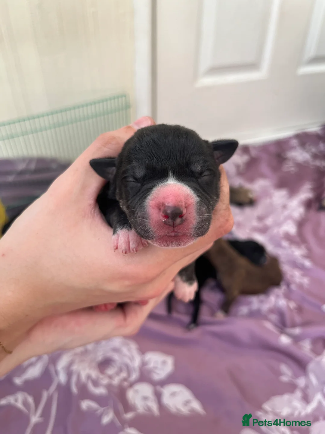 Mixed Breed dogs for sale: American Bulldog x Siberian Husky Pups - Advert 2