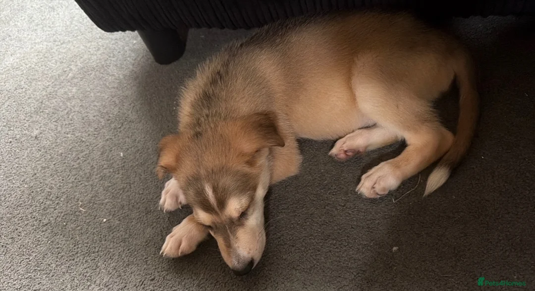Mixed Breed dogs for sale: German Shepard x Dalmatian Male Pup - Advert 4