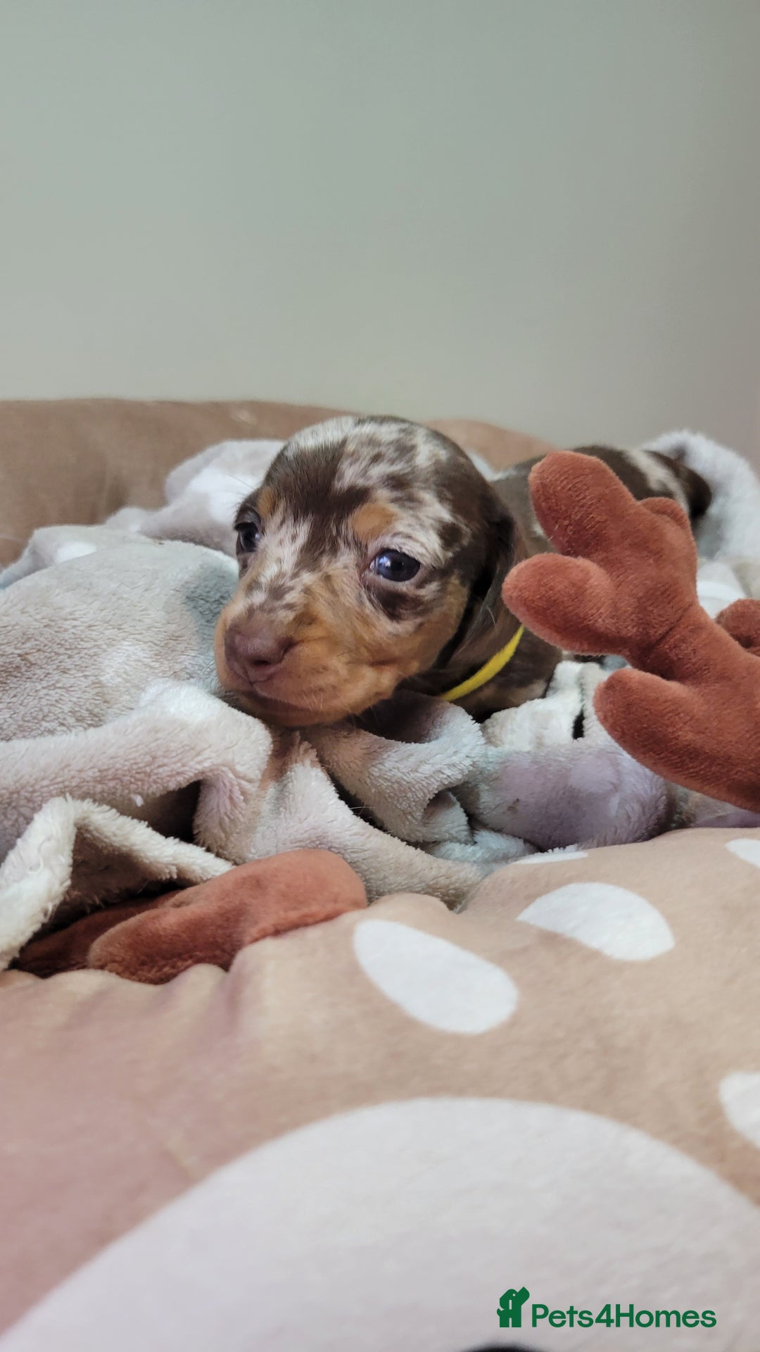 Miniature Dachshund dogs for sale: Kc Miniature  Dachshund  - Advert 13