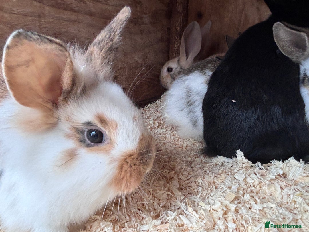 Mixed Breed rabbits for sale: Baby English Spot x Lionhead Rabbits For Sale - Advert 10