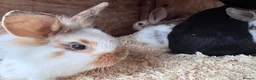 Mixed Breed rabbits for sale: Baby English Spot x Lionhead Rabbits For Sale - Advert 10