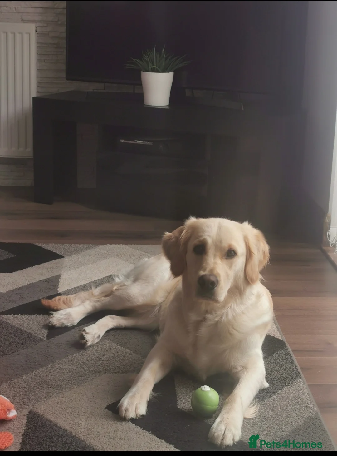 Golden Retriever dogs for sale: Beautiful golden retriever puppies for sale - Advert 12