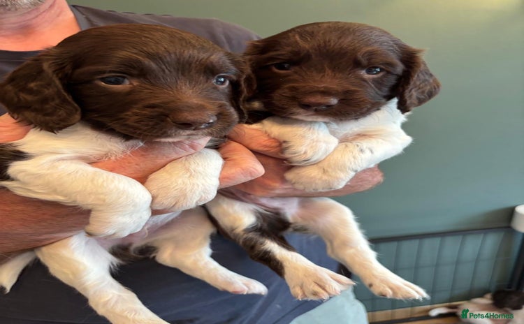 English Springer Spaniel dogs - Advert 4