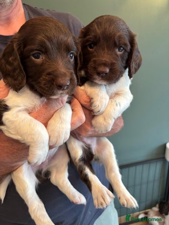 English Springer Spaniel dogs - Advert 3