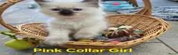 Ragdoll cats for sale: Adorable Ragdoll kittens looking for loving homes! - Advert 25