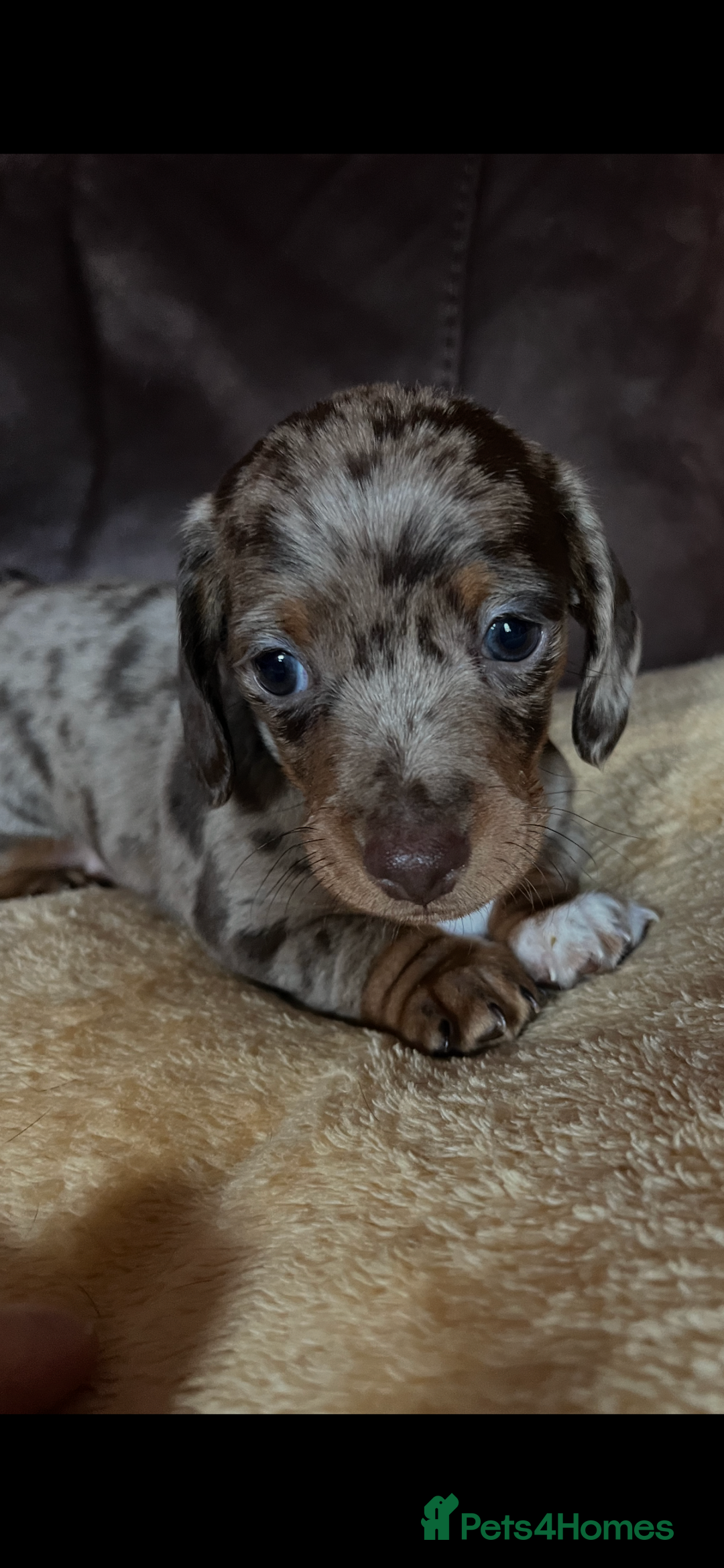 Miniature Dachshund dogs for sale: Miniature Dachshund  - Advert 24