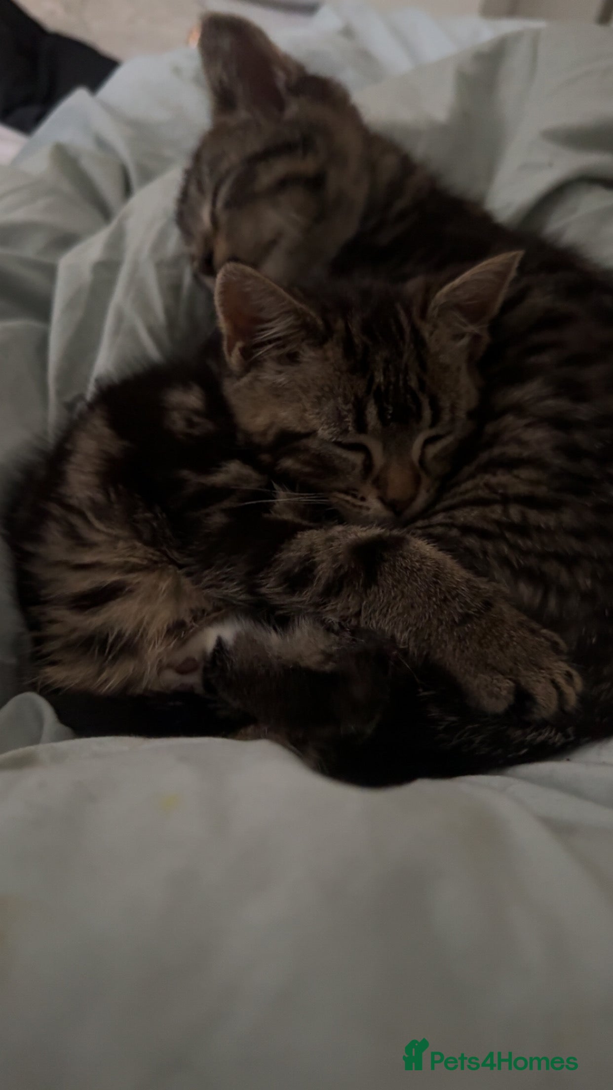 Mixed Breed cats Adorable 3 month old kittens  - Advert 5