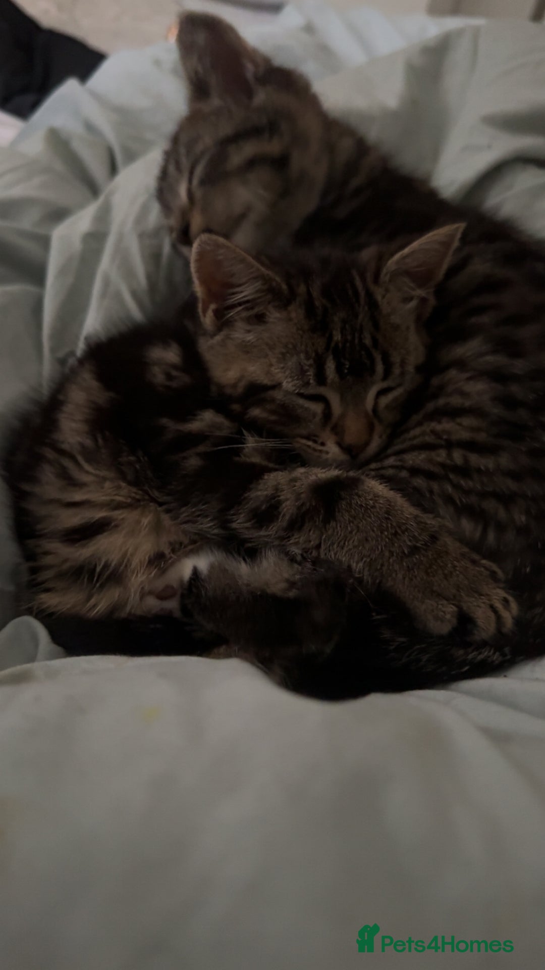 Mixed Breed cats for sale: Adorable 3 month old kittens  - Advert 1