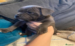 Staffordshire Bull Terrier dogs for sale: Amazing litter of blue staff pups ready to go  - Image 3