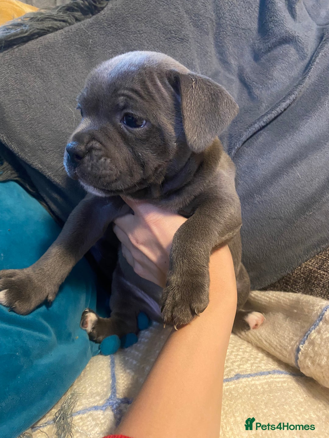 Staffordshire Bull Terrier dogs for sale: Amazing litter of blue staff pups ready to go  - Image 3
