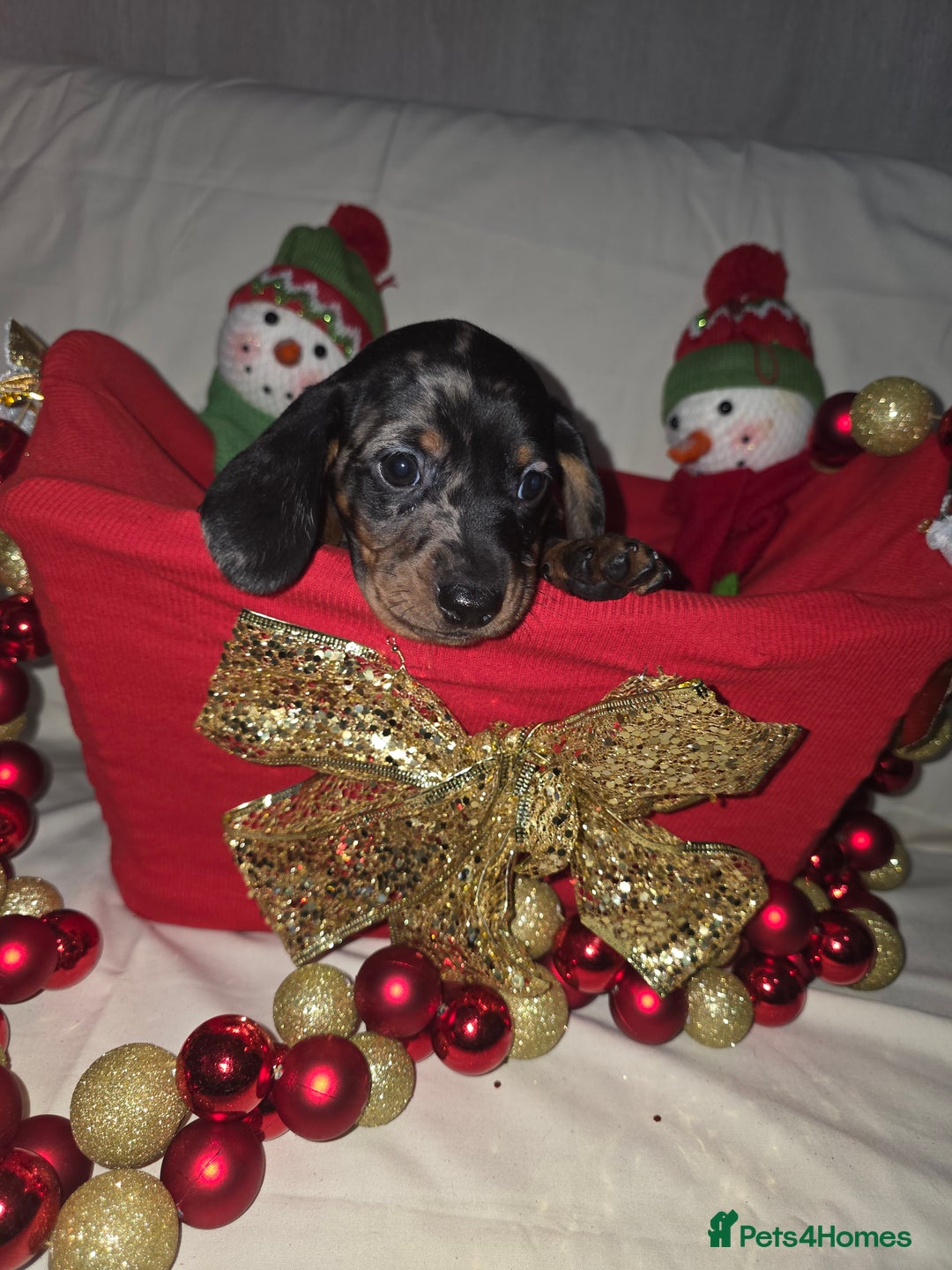 Miniature Dachshund dogs for sale: Miniature dachshund  - Advert 34