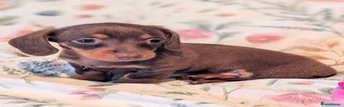 Miniature Dachshund Puppy 5