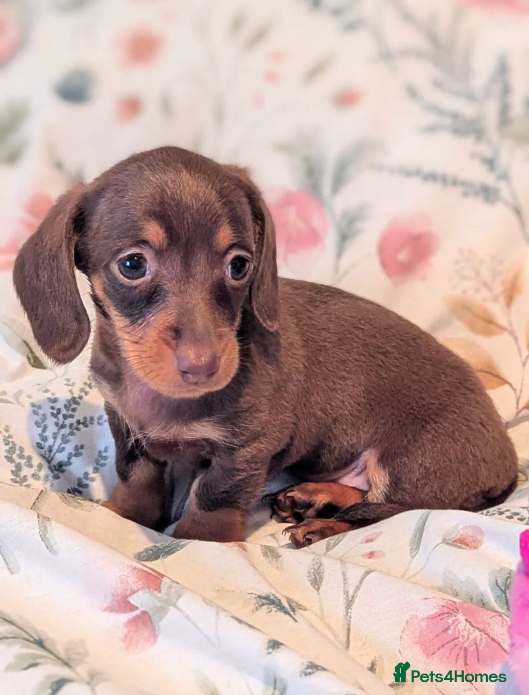 Miniature Dachshund dogs for sale: Miniature dachshund puppies  - Advert 30