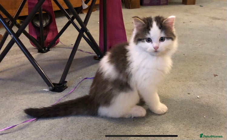 Mixed Breed cats Chamomile’s kittens - Advert 4