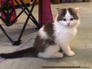 Mixed Breed cats Chamomile’s kittens - Advert 12