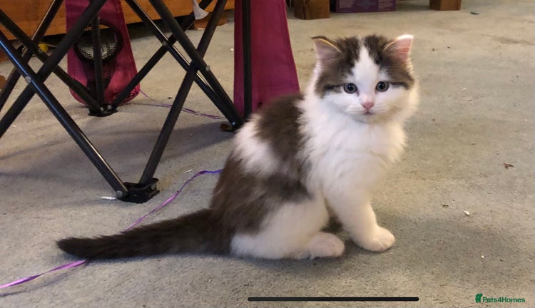 Mixed Breed cats Chamomile’s kittens - Advert 4