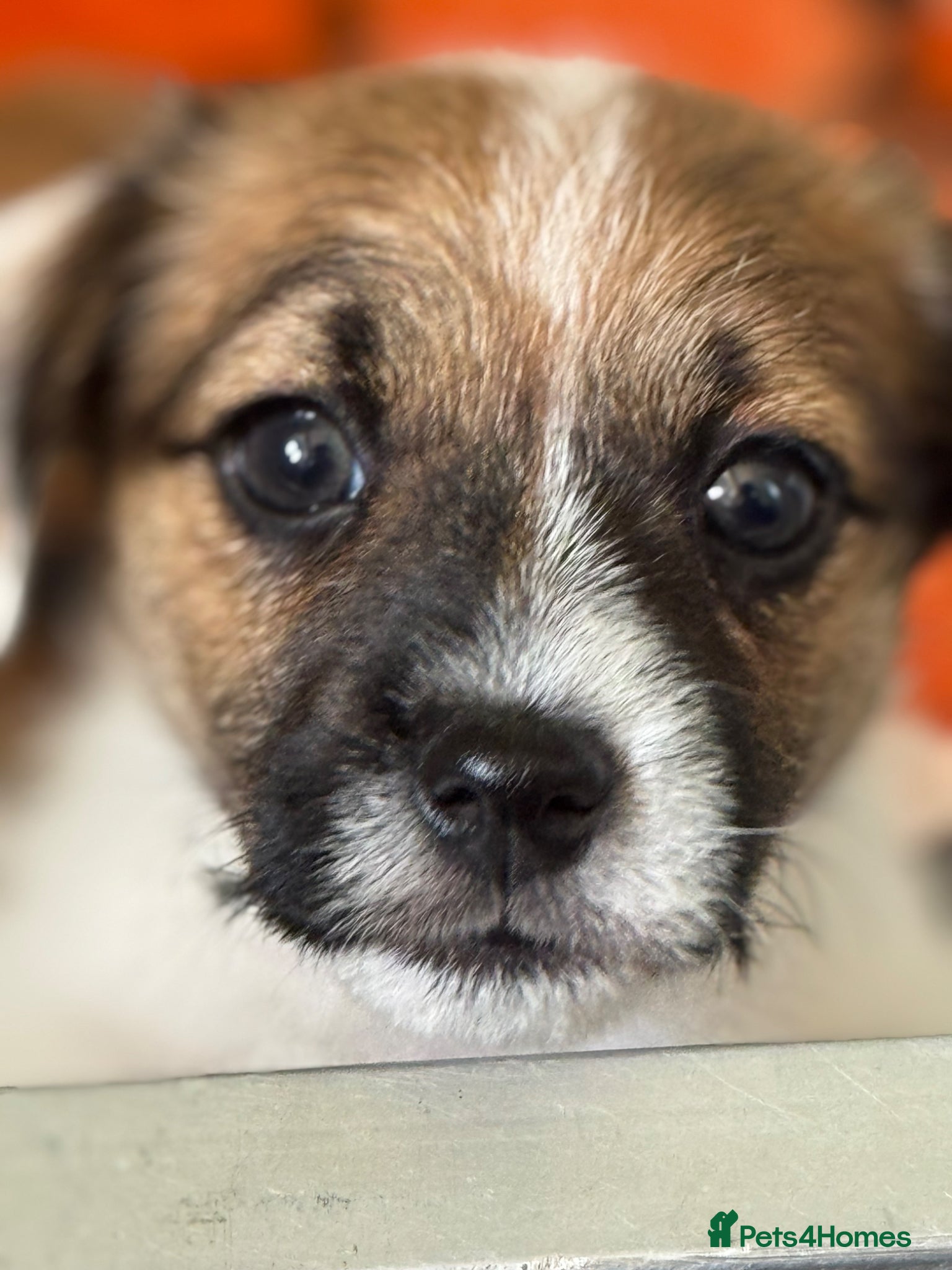 Jack Russell dogs Adorable Health Tested Jack Russell puppies  - Advert 1