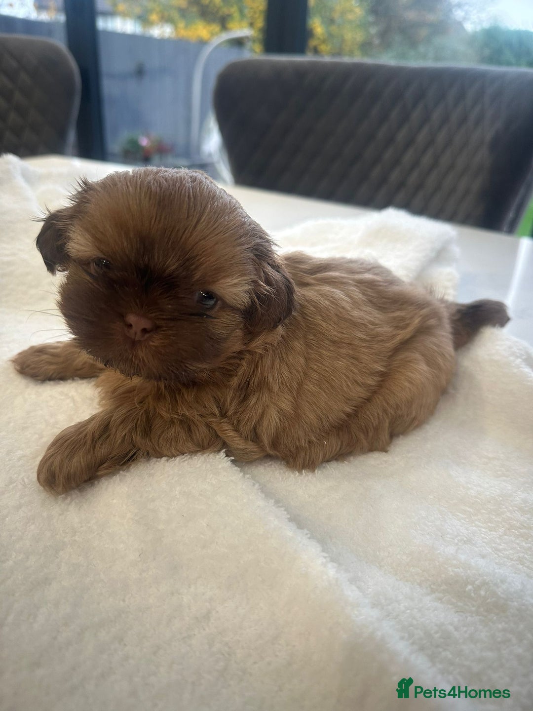 Shih Tzu dogs for sale: 🐶Imperial ShihTzu Puppies–Exceptional Bloodline🐶 - Image 10