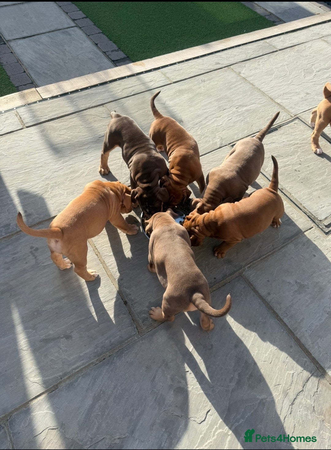 Old Tyme Bulldog dogs for sale: Olde Tyme Bulldogs  - Advert 9