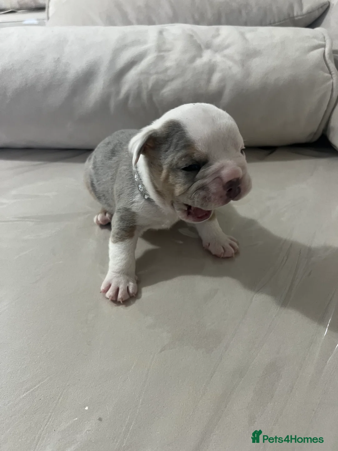 Olde English Bulldogge dogs for sale: Olde English bulldogs for sale  in Newark - Advert 3