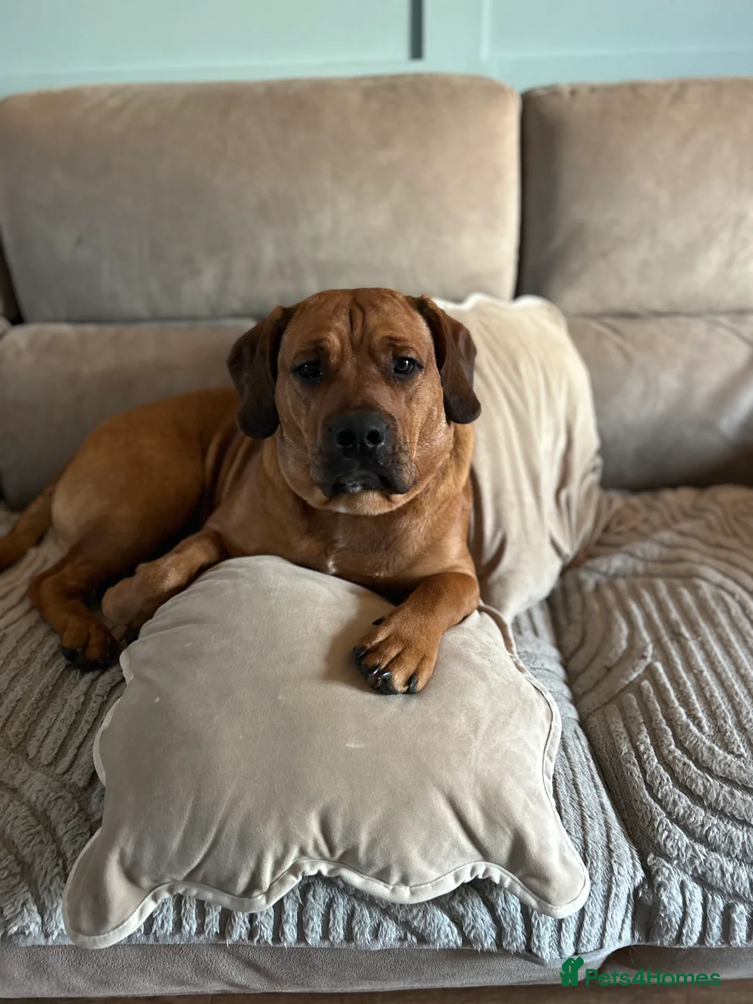 Mixed Breed dogs for sale: 10month old chunk of love - Advert 7