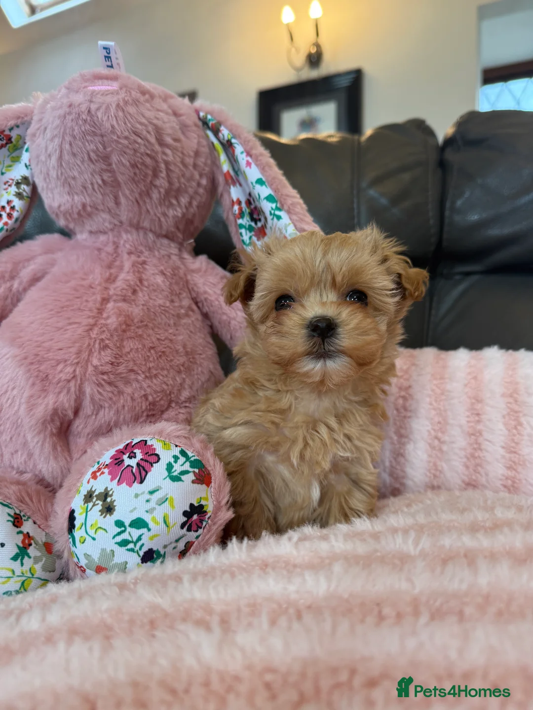 Maltipoo dogs for sale: 🧸 Incredible Teddy Bear F1 Asian Maltipoo 🧸 - Advert 8