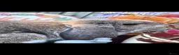 French Lop rabbits for sale: Agouti Butterfly Doe  - Advert 2