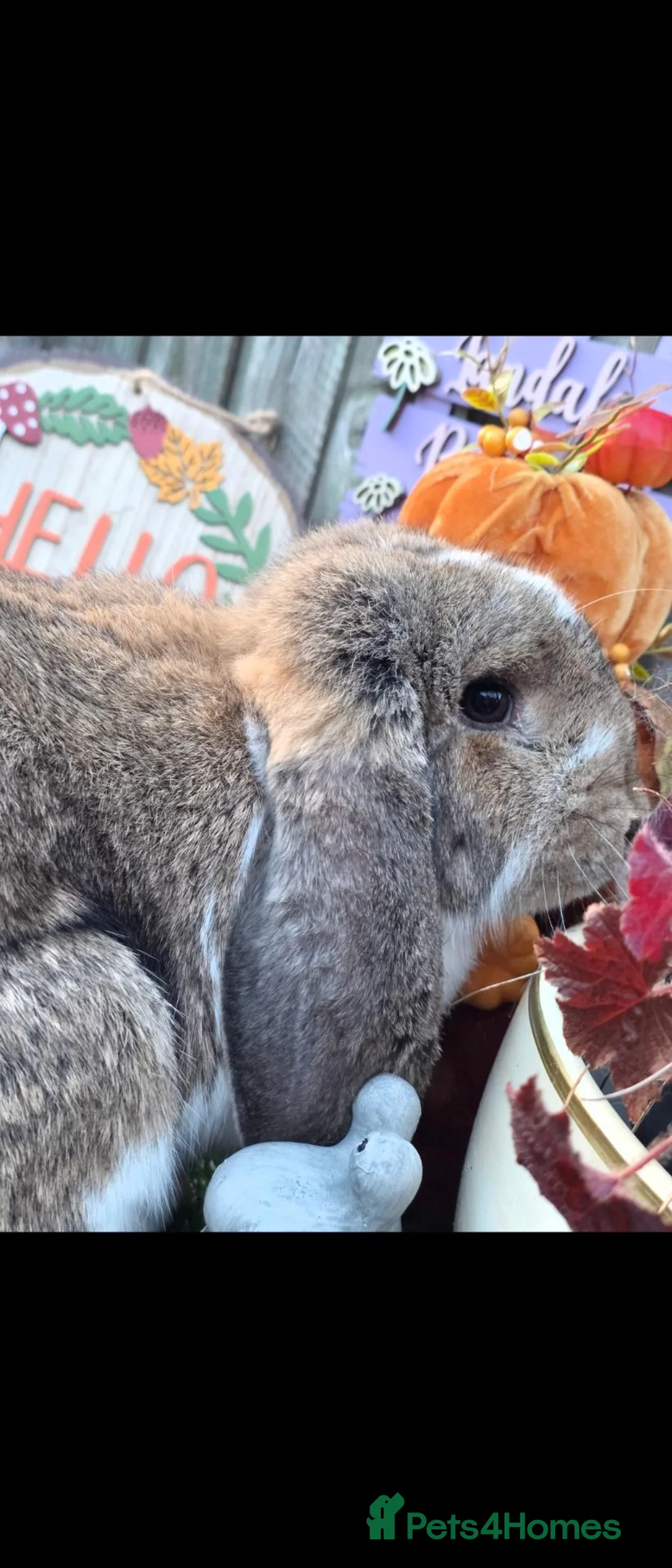 French Lop rabbits for sale: Agouti Butterfly Doe  - Advert 2