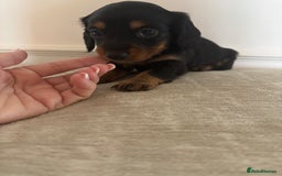 Miniature Dachshund dogs for sale: True KC miniature dachshund  - Image 2