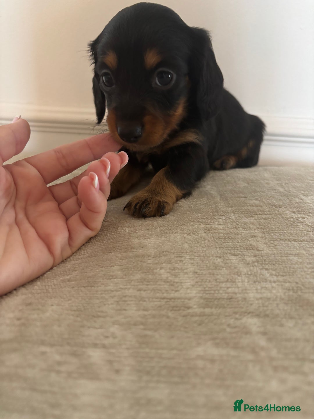 Miniature Dachshund dogs for sale: True KC miniature dachshund  - Image 2