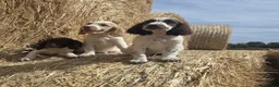Cocker Spaniel dogs for sale: REDUCED £750 last girl left due to time wasters  - Advert 10