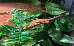 Gecko reptiles for sale: Crested Gecko + Enclosure - Image 1
