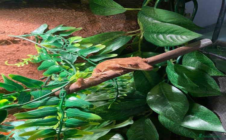 Gecko reptiles - Advert 16