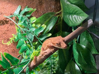 Gecko reptiles - Advert 15