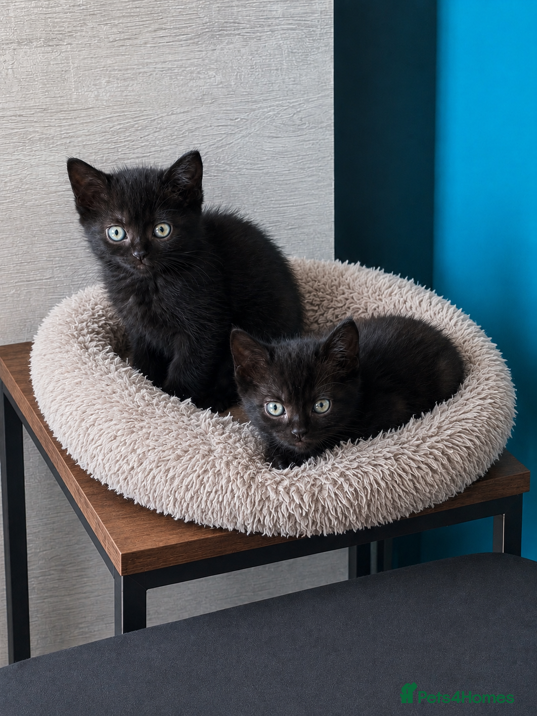 British Shorthair cats 2 x British short hair x Sphynx  - Advert 1