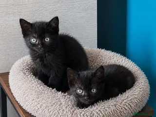 British Shorthair cats 2 x British short hair x Sphynx - Advert 2