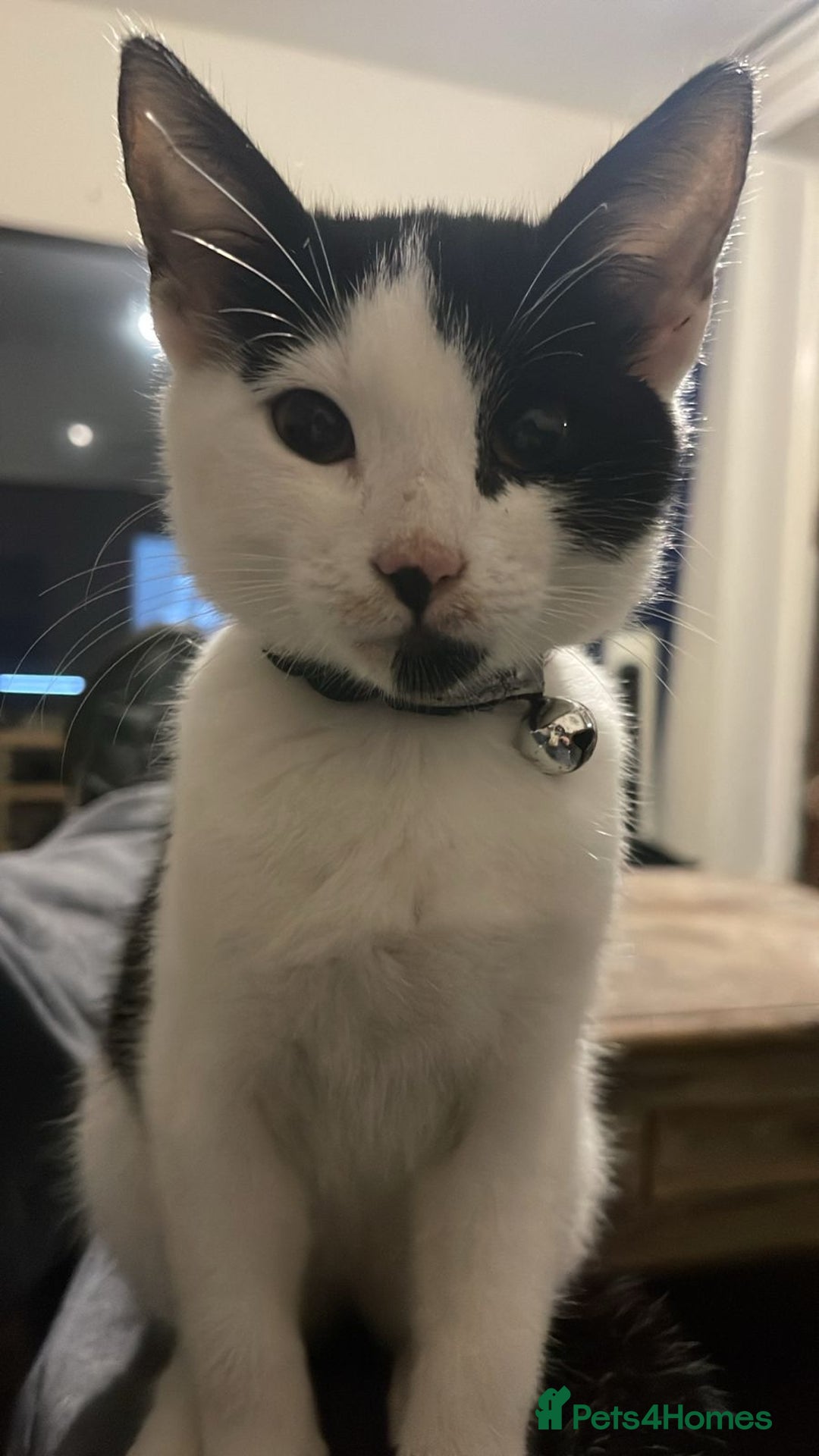 British Shorthair cats for sale: Great young cat for sale - Advert 2