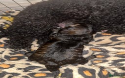 Cockapoo dogs for sale: Tri cockapoo girl  - Image 10