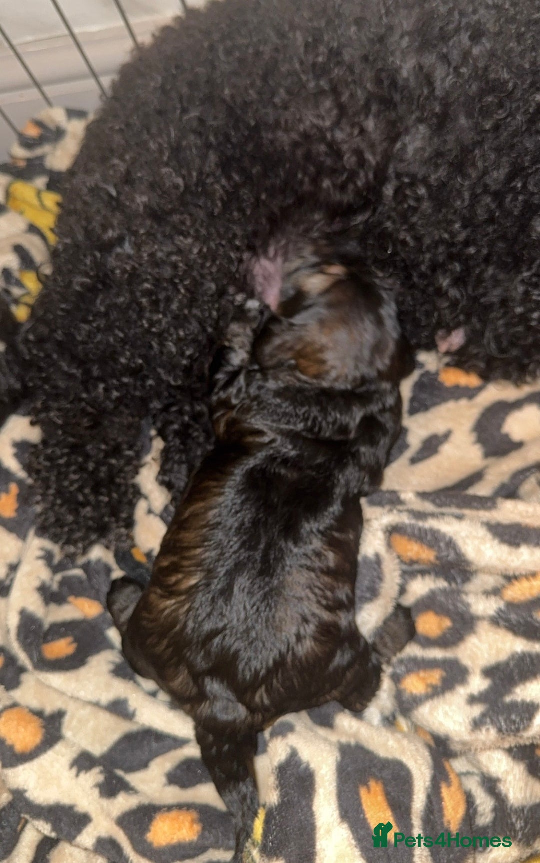 Cockapoo dogs for sale: Tri cockapoo girl  - Image 10