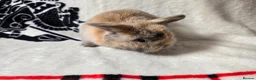 Mini Lop rabbits for sale: Stunning mini lops available  - Advert 7