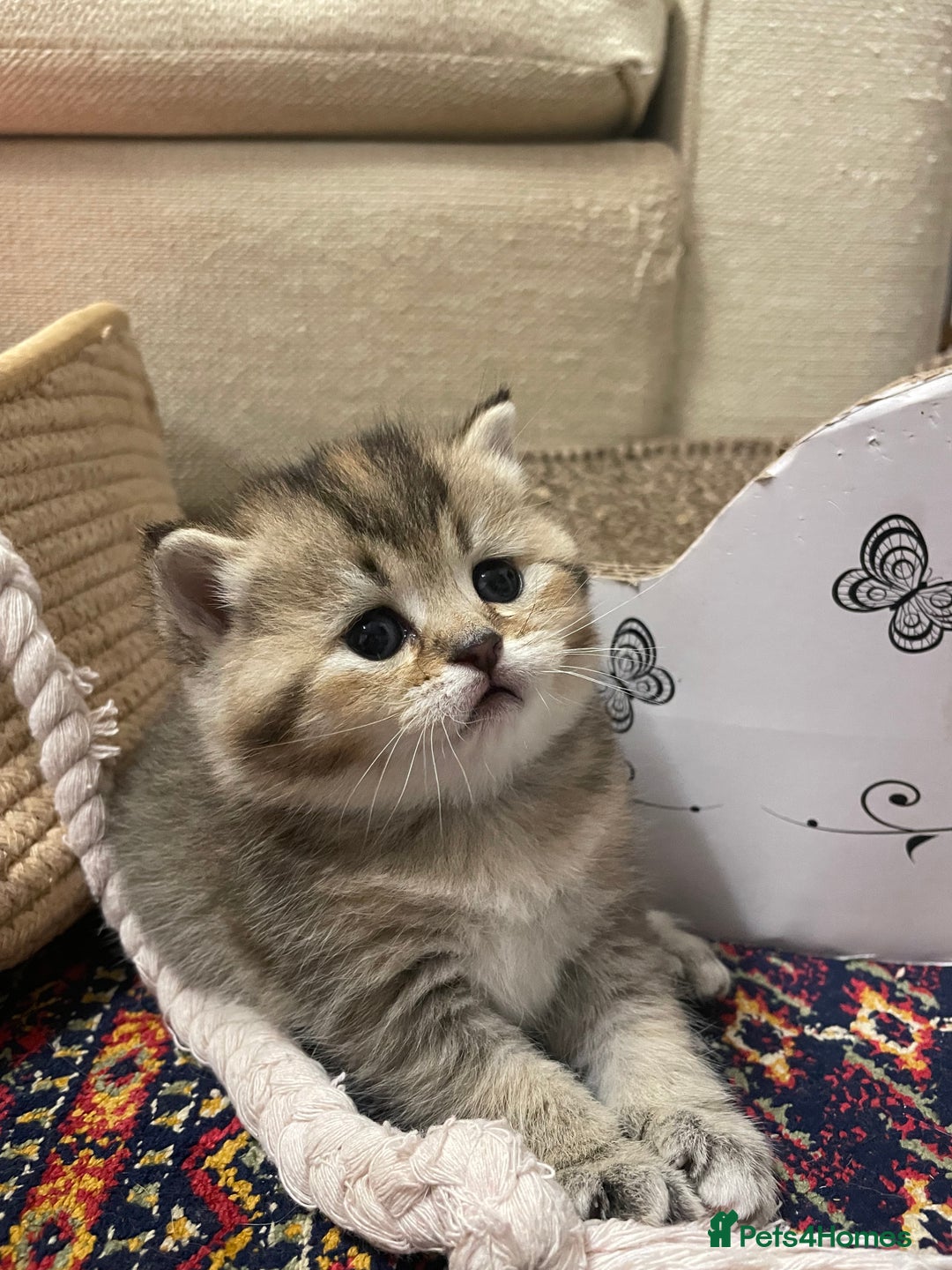 British Shorthair cats for sale: Adorable golden kittens - Advert 16