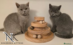 British Shorthair cats for sale: GORGEOUS GCCF REG TEDDYS 🐻🧸 READY TO LEAVE ❗️❗️ - Image 16