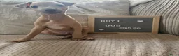 Italian Greyhound dogs for sale: Italian greyhound boy puppy - Advert 3