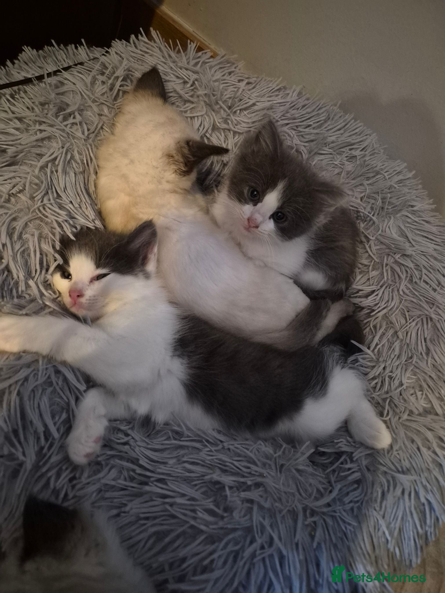 Norwegian Forest Cat cats Ragdoll x Norwegian forest kittens - Advert 1