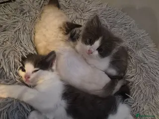 Norwegian Forest Cat cats Ragdoll x Norwegian forest kittens - Advert 1