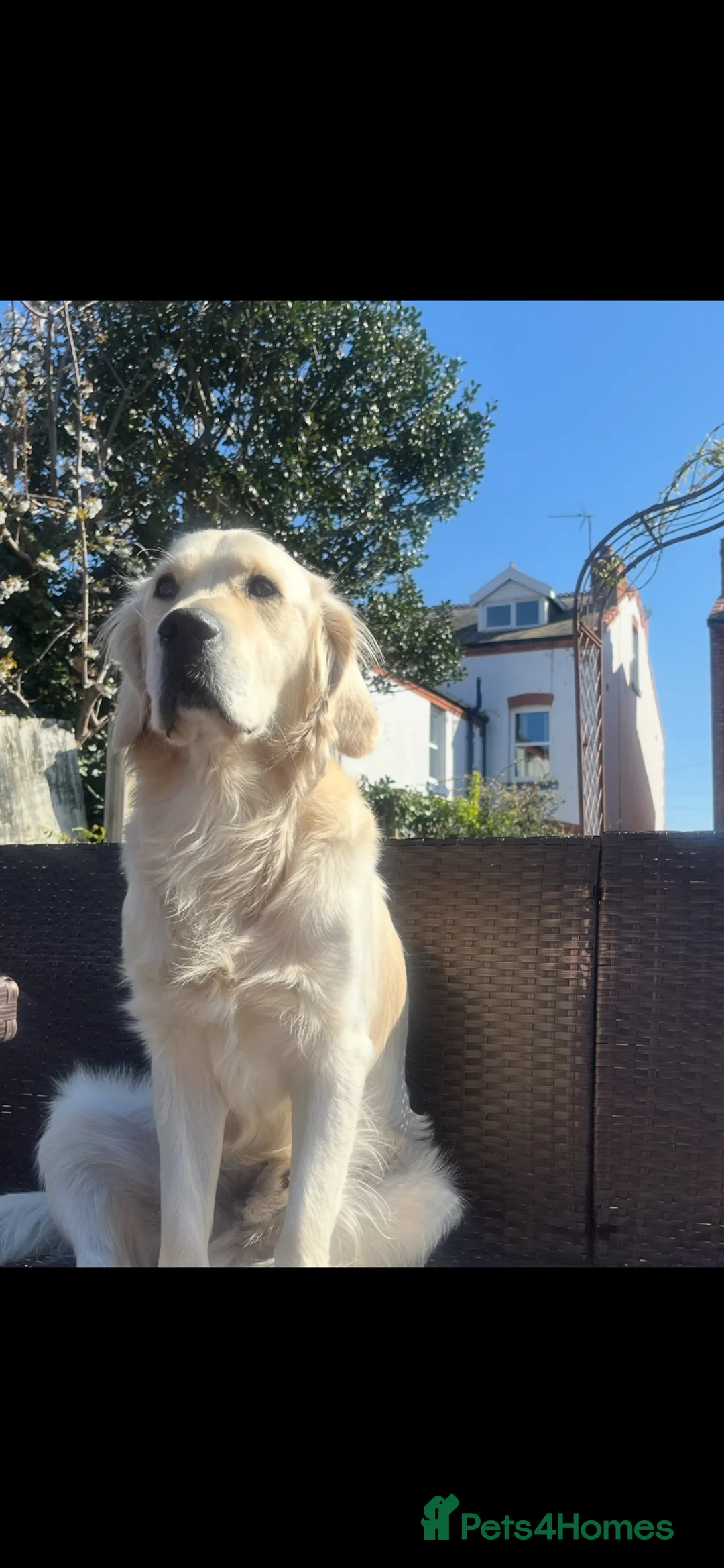 Golden Retriever dogs for stud: KC Registered Golden Retriever Available for Stud - Advert 11