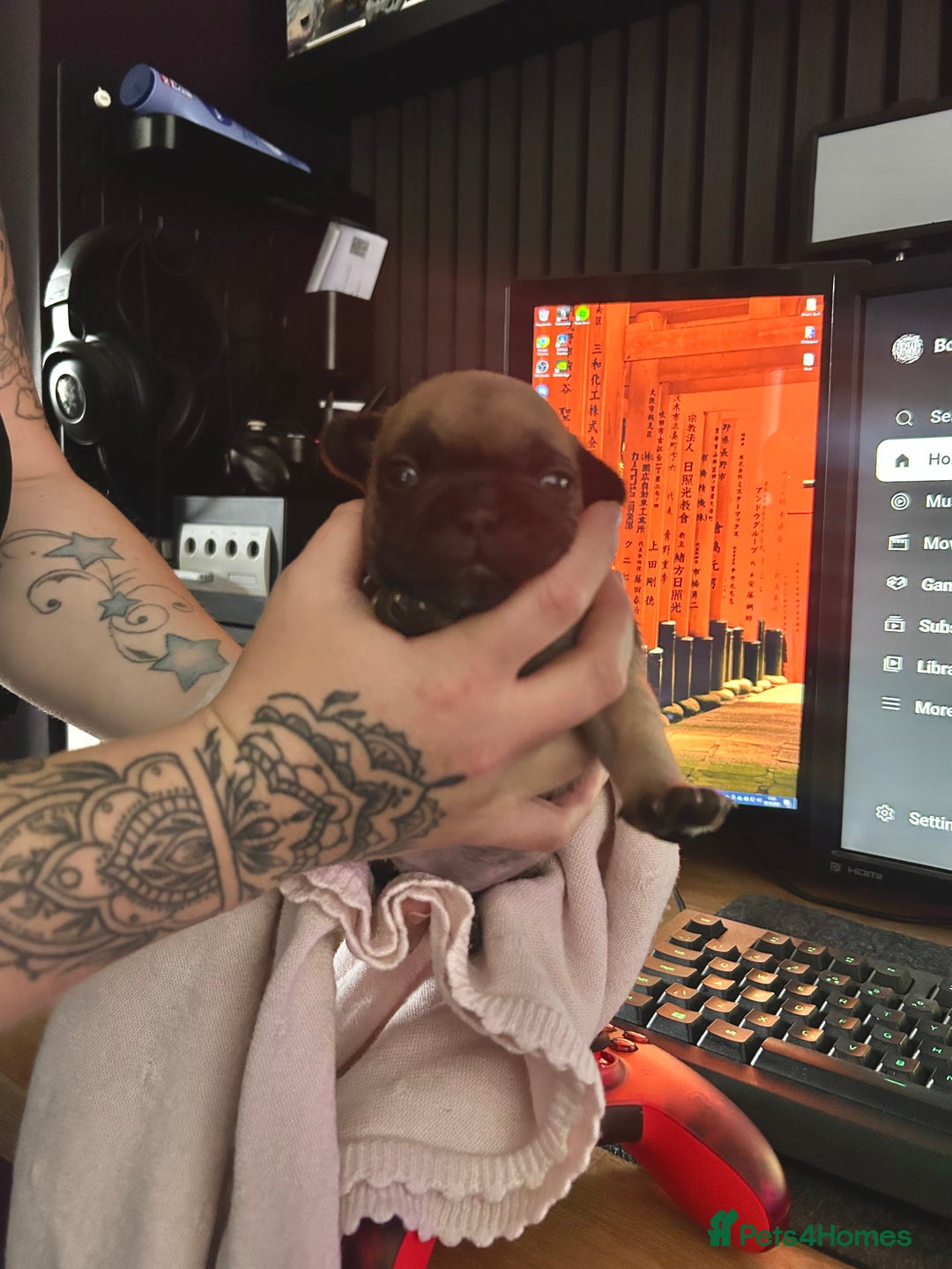 French Bulldog dogs for sale: French bulldog puppies  - Image 2