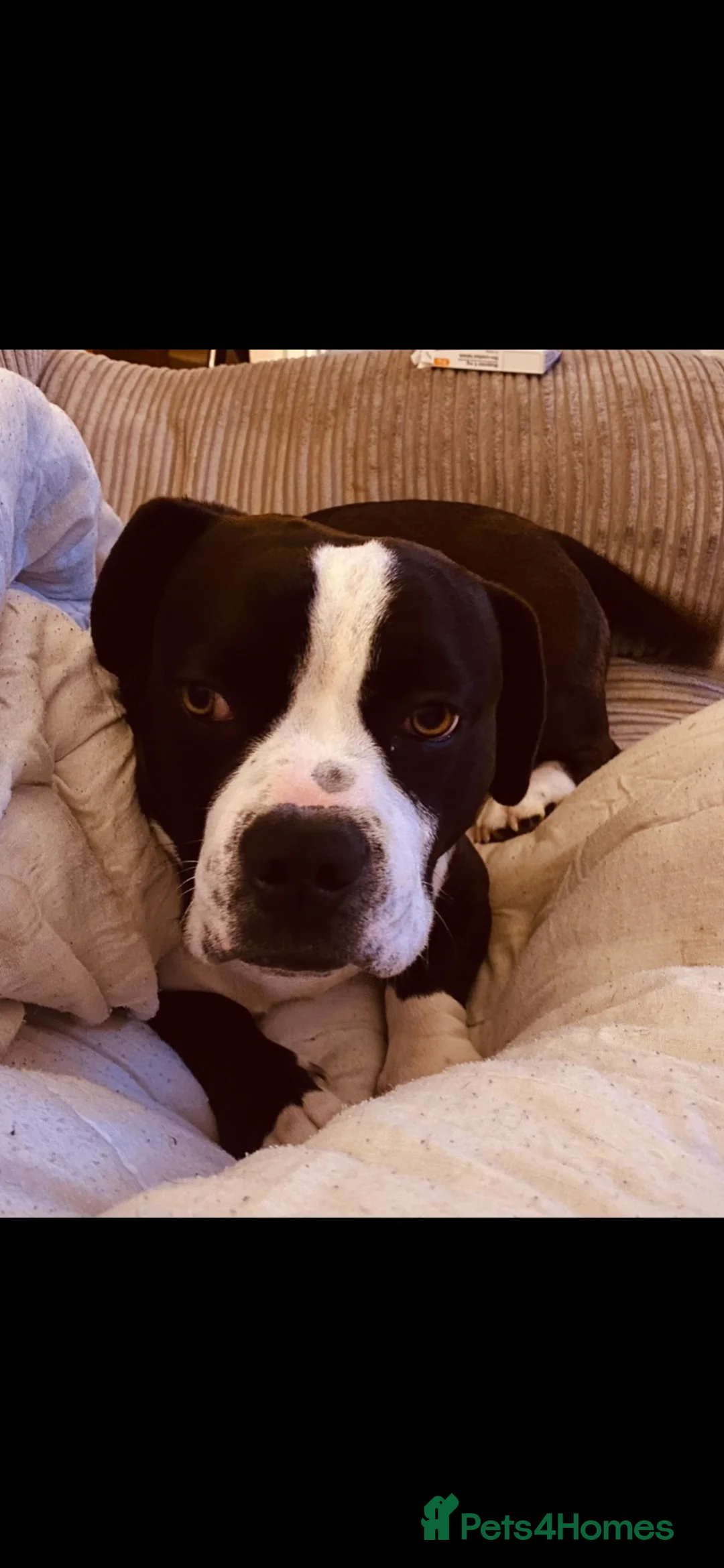 Mixed Breed dogs for stud: Beagle x French bulldog stud - Advert 2