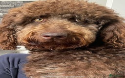 Bernedoodle dogs for sale: Bernedoodle x Labradoodle  - Image 4