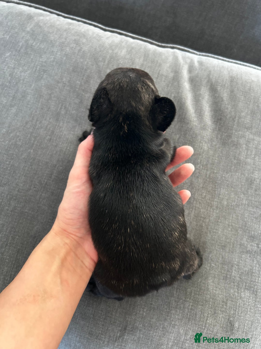 French Bulldog dogs for sale: FrenchAngels 👼🏼🐾 - Image 11